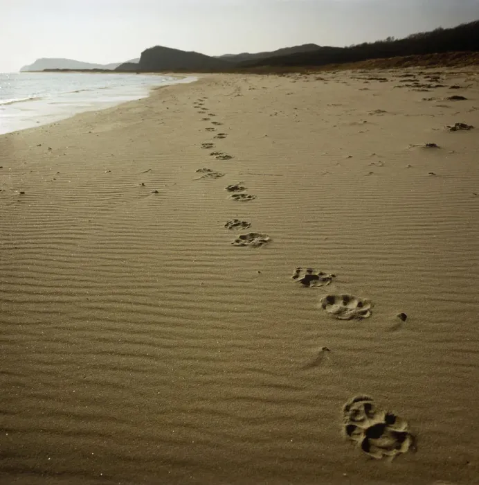 Framed Print : Footprints of an Amur / Siberian tiger (Panthera tigris altaica) in sand along Framed Print : Footprints of an Amur / Siberian tiger (Panthera tigris altaica) in sand along