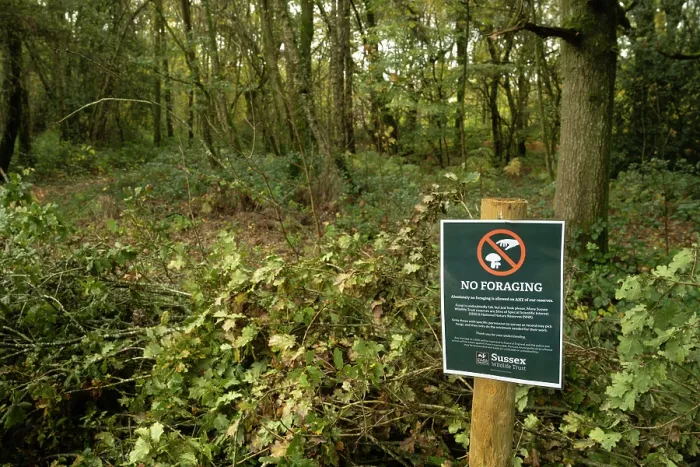 Framed Print : No foraging sign in woodland, Ebernoe Common Nature Reserve, Sussex, England, UK. November, 2023 Framed Print : No foraging sign in woodland, Ebernoe Common Nature Reserve, Sussex, England, UK. November, 2023