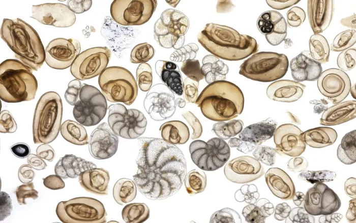 Framed Print : Foraminifera from the Adriatic Sea, imaged from an antique microscope slide over 100 years old. Foraminifera are amoeba-like single-celled organisms