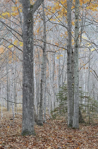 Forest in autumn, Acadia National Park, Maine, November