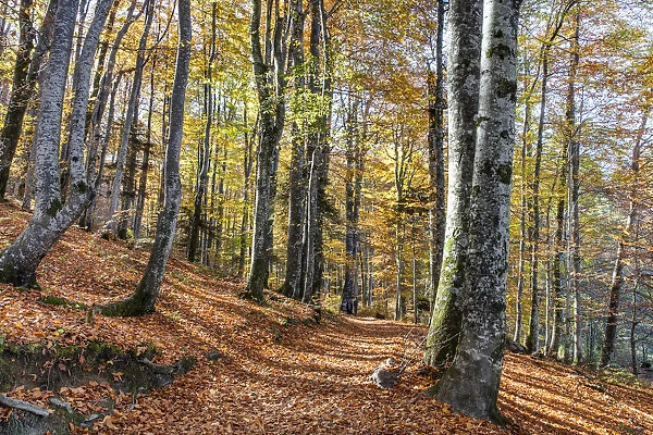 Forest in autumn colours, Plitvice Lakes National Park, UNESCO World Heritage Site