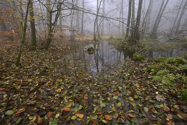 Forest in autumn with mist and puddles. Vosges mountain, France, October