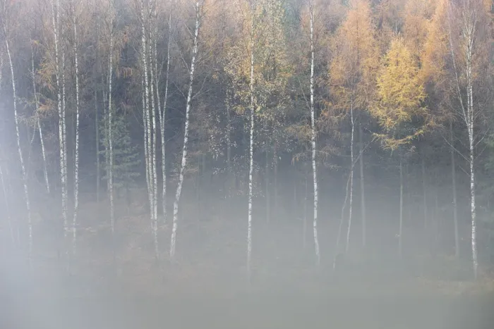 Framed Print : Forest in autumn, with mist rising from lake, Krasna Lipa, Ceske Svycarsko / Bohemian Framed Print : Forest in autumn, with mist rising from lake, Krasna Lipa, Ceske Svycarsko / Bohemian