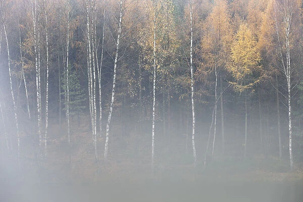 Forest in autumn, with mist rising from lake, Krasna Lipa, Ceske Svycarsko  /  Bohemian