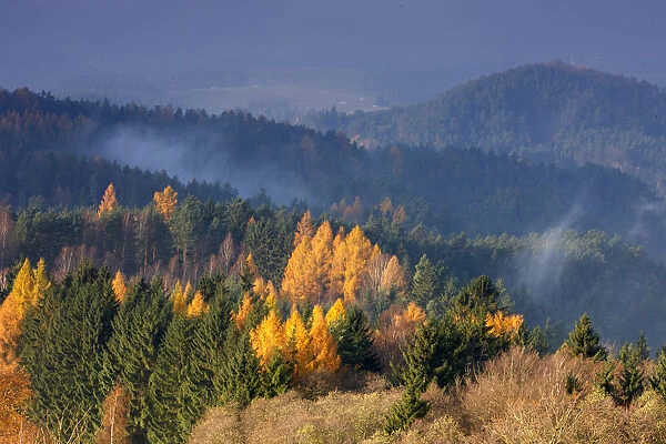 Forest in autumn, Rynartice, Ceske Svycarsko  /  Bohemian Switzerland National Park