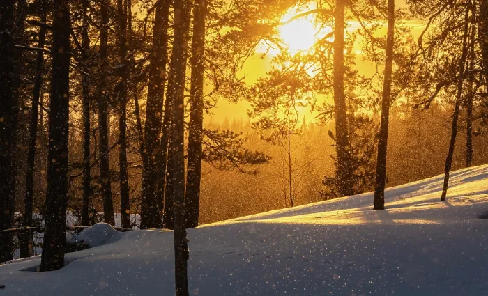 Framed Print : Forest backlit by afternoon sunlight during blizzard in winter, Finland. February, 2024 Framed Print : Forest backlit by afternoon sunlight during blizzard in winter, Finland. February, 2024