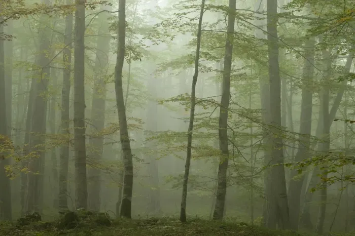 Framed Print : Forest with Beech trees and Black pines (Pinus nigra) in mist, Crna Poda Natural Reserve Framed Print : Forest with Beech trees and Black pines (Pinus nigra) in mist, Crna Poda Natural Reserve