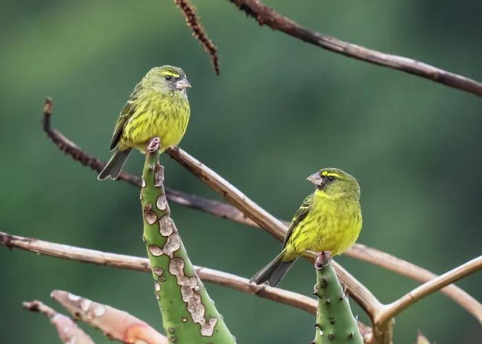 Framed Print : Forest canaries (Crithagra scotops) pair perched on a cactus, Kirstenbosch Botanical Gardens, Cape Town, South Africa Framed Print : Forest canaries (Crithagra scotops) pair perched on a cactus, Kirstenbosch Botanical Gardens, Cape Town, South Africa