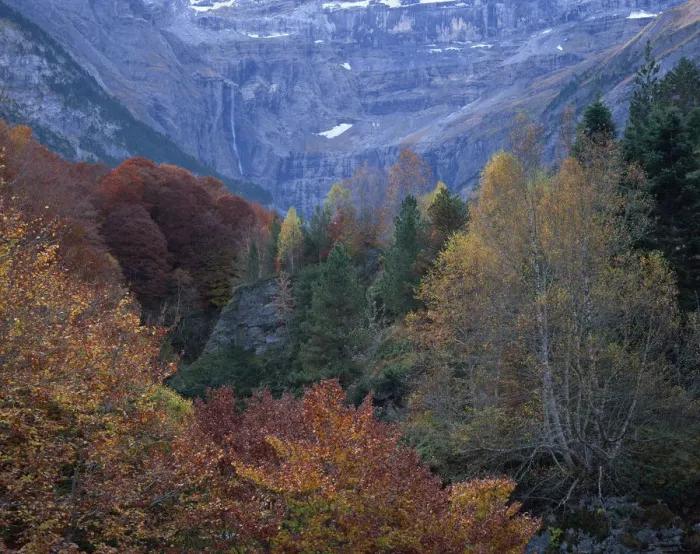 Framed Print : Forest in the Cirque de Gavarnie, Pyrenees, France, October 2008 Framed Print : Forest in the Cirque de Gavarnie, Pyrenees, France, October 2008