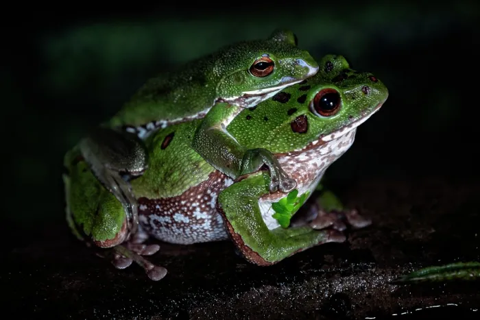 Framed Print : Forest green tree frogs (Zhangixalus arboreus) pair preparing to spawn, Yamanashi Prefecture, Japan Framed Print : Forest green tree frogs (Zhangixalus arboreus) pair preparing to spawn, Yamanashi Prefecture, Japan