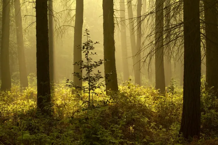Framed Print : Forest interior at dawn, The National Forest, Midlands, UK, Spring 2011 Framed Print : Forest interior at dawn, The National Forest, Midlands, UK, Spring 2011