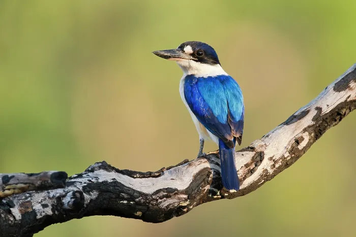 Framed Print : Forest kingfisher (Todiramphus macleayii) perched on a charred branch in savannah woodland, Adelaide River Hills, northern Territory, Australia Framed Print : Forest kingfisher (Todiramphus macleayii) perched on a charred branch in savannah woodland, Adelaide River Hills, northern Territory, Australia