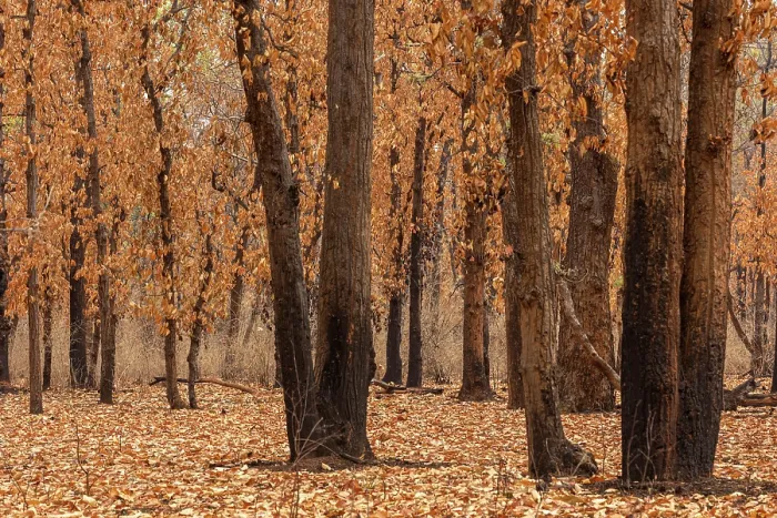 Framed Print : Forest in the peak of a hot summer, trees with dried leaves, Bandhavgarh Tiger Reserve, Madhya Pradesh, India. May, 2022 Framed Print : Forest in the peak of a hot summer, trees with dried leaves, Bandhavgarh Tiger Reserve, Madhya Pradesh, India. May, 2022