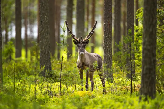 Framed Print : Forest reindeer, (Rangifer tarandus fennicus) in velvet, Viiksimo, Kuhmo region. Finland, July Framed Print : Forest reindeer, (Rangifer tarandus fennicus) in velvet, Viiksimo, Kuhmo region. Finland, July