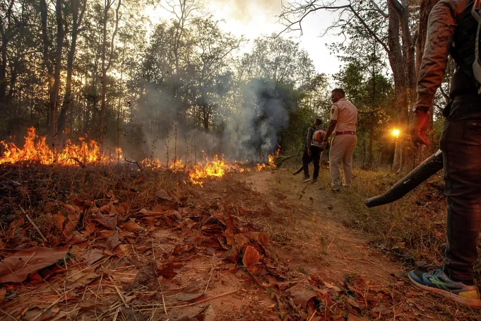 Framed Print : Forest workers with leaf blowers creating fire breaks by moving dry leaves to aid the prevention of forest fires, Pench Tiger Reserve, Madhya Pradesh, India. February, 2022