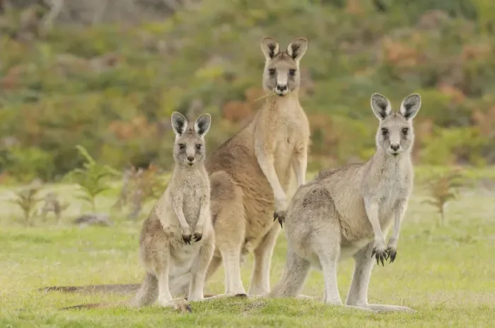 Framed Print : Forester kangaroo (Macropus giganteus tasmaniensis) family group, male, female and large joey