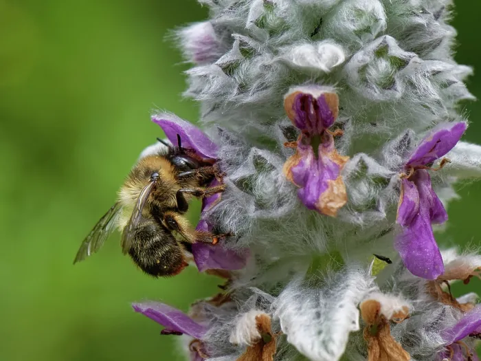 Framed Print : Fork-tailed flower bee (Anthophora furcata) female, visiting Lamb's ear (Stachys byzantina) flowers in a garden flowerbed, Wiltshire, UK. July Framed Print : Fork-tailed flower bee (Anthophora furcata) female, visiting Lamb's ear (Stachys byzantina) flowers in a garden flowerbed, Wiltshire, UK. July