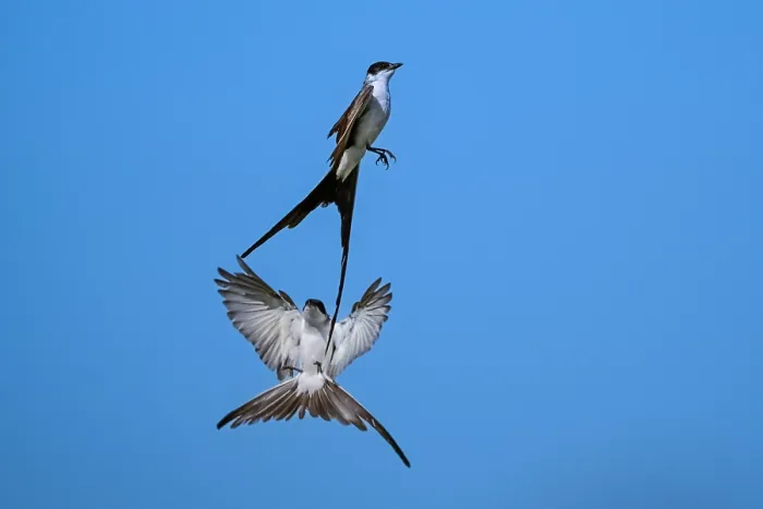 Framed Print : Two Fork tailed flycatchers (Tyrannus savana) in flight, La Pampa Province, Argentina Framed Print : Two Fork tailed flycatchers (Tyrannus savana) in flight, La Pampa Province, Argentina