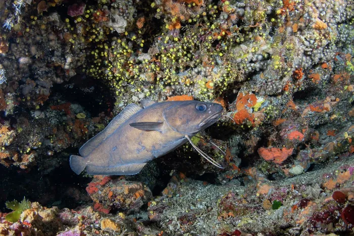 Framed Print : Forkbeard (Phycis phycis) swimming along a reef, Vis Island, Croatia, Adriatic Sea Framed Print : Forkbeard (Phycis phycis) swimming along a reef, Vis Island, Croatia, Adriatic Sea