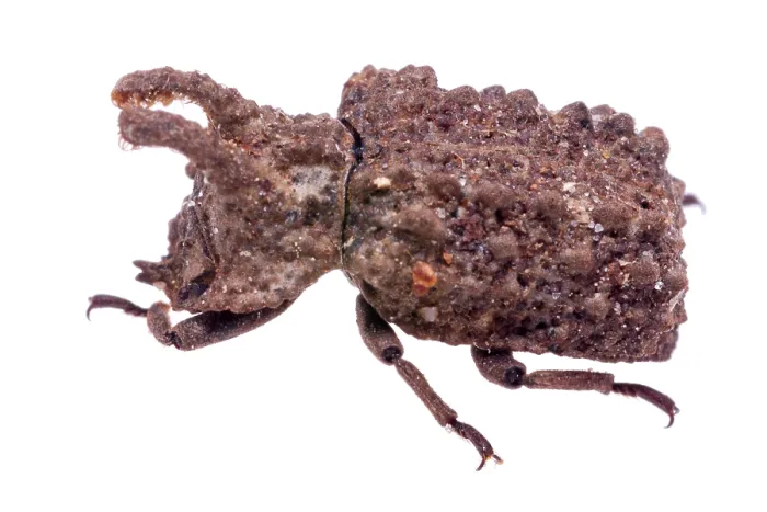 Framed Print : Forked fungus beetle (Bolitotherus cornutus) head portrait, Angelina National Forest, Jasper County, Texas, USA. May Framed Print : Forked fungus beetle (Bolitotherus cornutus) head portrait, Angelina National Forest, Jasper County, Texas, USA. May