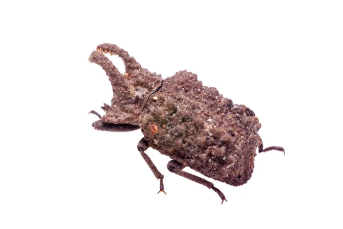Framed Print : Forked fungus beetle (Bolitotherus cornutus) portrait, Angelina National Forest, Jasper County, Texas, USA. May Framed Print : Forked fungus beetle (Bolitotherus cornutus) portrait, Angelina National Forest, Jasper County, Texas, USA. May