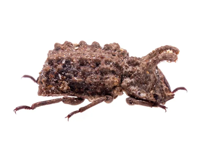 Framed Print : Forked fungus beetle (Bolitotherus cornutus) portrait, Angelina National Forest, Jasper County, Texas, USA. May Framed Print : Forked fungus beetle (Bolitotherus cornutus) portrait, Angelina National Forest, Jasper County, Texas, USA. May