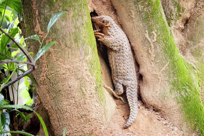 Framed Print : Formosan pangolin (Manis pentadactyla pentadactyla) climbing up a tree, feeding on ants, Pingtung, Southern Taiwan Framed Print : Formosan pangolin (Manis pentadactyla pentadactyla) climbing up a tree, feeding on ants, Pingtung, Southern Taiwan