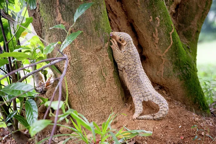 Framed Print : Formosan pangolin (Manis pentadactyla pentadactyla) climbing up a tree, feeding on ants, Pingtung, Southern Taiwan Framed Print : Formosan pangolin (Manis pentadactyla pentadactyla) climbing up a tree, feeding on ants, Pingtung, Southern Taiwan
