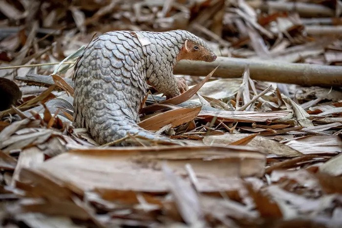 Framed Print : Formosan pangolin (Manis pentadactyla pentadactyla) rescued and released into Bamboo forest near Matou, Southern Taiwan. Critically endangered Framed Print : Formosan pangolin (Manis pentadactyla pentadactyla) rescued and released into Bamboo forest near Matou, Southern Taiwan. Critically endangered