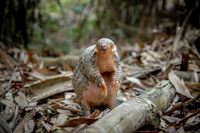 Framed Print : Formosan pangolin (Manis pentadactyla pentadactyla) rescued and released into Bamboo forest near Matou, Southern Taiwan. Critically endangered Framed Print : Formosan pangolin (Manis pentadactyla pentadactyla) rescued and released into Bamboo forest near Matou, Southern Taiwan. Critically endangered