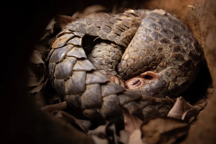 Framed Print : Formosan pangolin (Manis pentadactyla pentadactyla) sleeping, Pingtung Rescue Center for Endangered Wild Animals, Taiwan. Critically endangered Framed Print : Formosan pangolin (Manis pentadactyla pentadactyla) sleeping, Pingtung Rescue Center for Endangered Wild Animals, Taiwan. Critically endangered