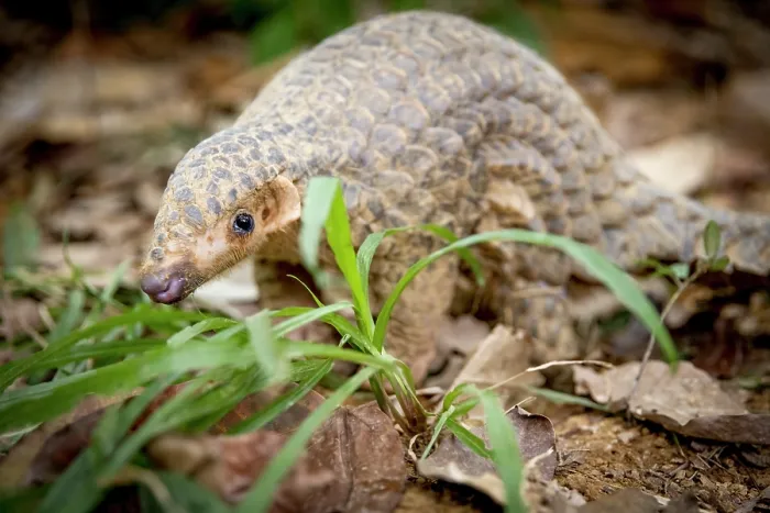 Framed Print : Formosan pangolin (Manis pentadactyla pentadactyla) standing on the ground, Pingtung, Southern Taiwan Framed Print : Formosan pangolin (Manis pentadactyla pentadactyla) standing on the ground, Pingtung, Southern Taiwan