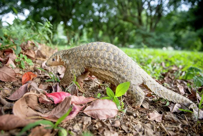 Framed Print : Formosan pangolin (Manis pentadactyla pentadactyla) walking in woodland, Pingtung, Southern Taiwan
