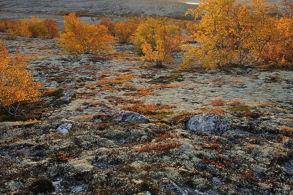 Forollhogna National Park in autumn with lichen and birch trees (Betula sp