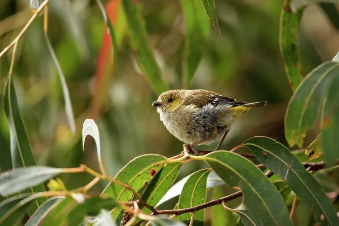 Framed Print : Forty-spotted pardalote (Pardalotus quadragintus) perched in White gum (Eucalyptus alba) tree, Bruny Island, Tasmania, Australia. Endangered Framed Print : Forty-spotted pardalote (Pardalotus quadragintus) perched in White gum (Eucalyptus alba) tree, Bruny Island, Tasmania, Australia. Endangered