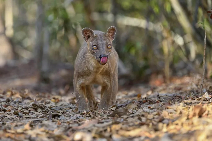 Framed Print : Fosa (Cryptoprocta ferox) female, prowling in forest, licking its nose, Kirindy, Menabe, western Madagascar