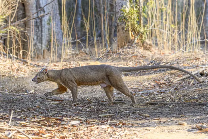 Framed Print : Fosa of Fossa (Cryptoprocta ferox) male walking through dry deciduous forest, Kirindy Framed Print : Fosa of Fossa (Cryptoprocta ferox) male walking through dry deciduous forest, Kirindy