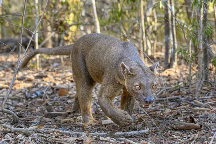 Framed Print : Fosa or Fossa (Cryptoprocta ferox)(sometimes erroneously fossa Framed Print : Fosa or Fossa (Cryptoprocta ferox)(sometimes erroneously fossa