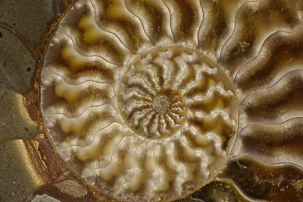 Fossil ammonite, Cleoniceras spp. from upper early cretaceous period, Albian stage