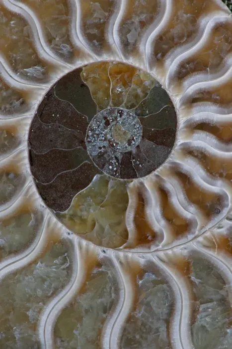 Framed Print : Fossil Ammonite, cross-section, Cleoniceras sp. from Upper Early Cretaceous period