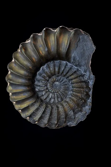 Framed Print : Fossil ammonite (Pleuroceras sp.) pyritized, Jurrasic age, Nuremburg, Germany Framed Print : Fossil ammonite (Pleuroceras sp.) pyritized, Jurrasic age, Nuremburg, Germany