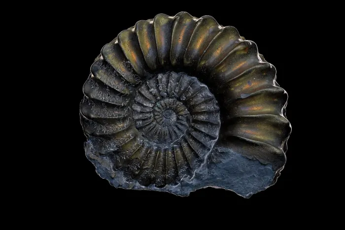 Framed Print : Fossil ammonite (Pleuroceras sp.) pyritized, Jurrasic age, Nuremburg, Germany Framed Print : Fossil ammonite (Pleuroceras sp.) pyritized, Jurrasic age, Nuremburg, Germany