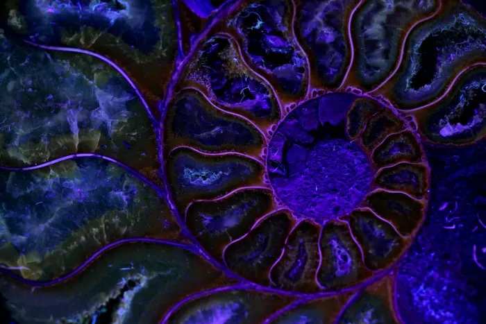 Framed Print : Fossil ammonite viewed under UV light, Cleoniceras spp. from upper early cretaceous period Framed Print : Fossil ammonite viewed under UV light, Cleoniceras spp. from upper early cretaceous period