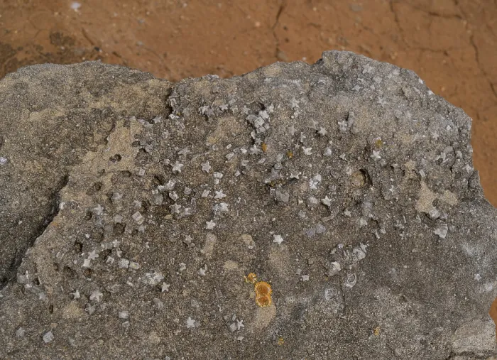 Framed Print : Fossil Crinoids (Echinodermata) in limestone, Peniche, Portugal. June, 2023