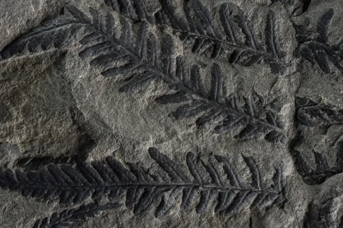 Framed Print : Fossil leaves of seed ferns, a kind of extinct plant, Joggins Fossil Cliffs UNESCO Framed Print : Fossil leaves of seed ferns, a kind of extinct plant, Joggins Fossil Cliffs UNESCO