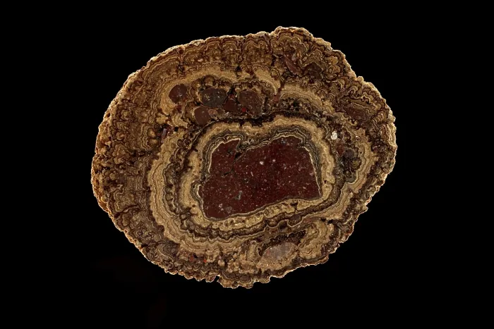 Framed Print : Fossil Oncolite Stromatolite, Cyanobacteria from Lady of Angels Lake, Chihuahua, Mexico, Upper Cretaceous period Framed Print : Fossil Oncolite Stromatolite, Cyanobacteria from Lady of Angels Lake, Chihuahua, Mexico, Upper Cretaceous period
