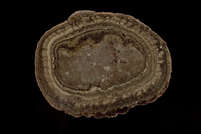 Framed Print : Fossil Oncolite Stromatolite, Cyanobacteria from Lady of Angels Lake, Chihuahua, Mexico, Upper Cretaceous period Framed Print : Fossil Oncolite Stromatolite, Cyanobacteria from Lady of Angels Lake, Chihuahua, Mexico, Upper Cretaceous period