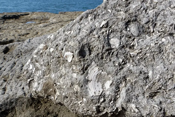 Framed Print : Fossilised Jurassic bivalve shells, possibly including Scallop (Camptonectes lamellosus) in Portland limestone, exposed on sea shore at Portland Bill, Isle of Portland, Dorset Framed Print : Fossilised Jurassic bivalve shells, possibly including Scallop (Camptonectes lamellosus) in Portland limestone, exposed on sea shore at Portland Bill, Isle of Portland, Dorset