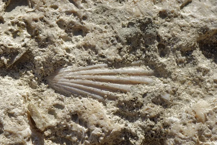 Framed Print : Fossilised scallop (Pectinidae) in Miocene limestone, Karst en Yesos de Sorbas Natural Area, Almeria, Spain. March, 2024 Framed Print : Fossilised scallop (Pectinidae) in Miocene limestone, Karst en Yesos de Sorbas Natural Area, Almeria, Spain. March, 2024
