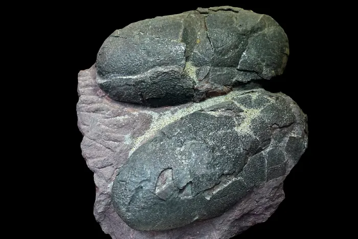 Framed Print : Fossilized oviraptor eggs from the Late Cretaceous period, Mongolia. May, 2023 Framed Print : Fossilized oviraptor eggs from the Late Cretaceous period, Mongolia. May, 2023